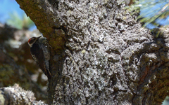 Dryobates stricklandi