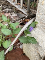 Stachytarpheta jamaicensis