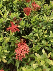 Ixora coccinea