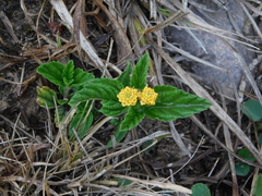 Lippia turnerifolia