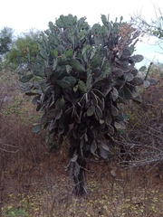 Opuntia quimilo