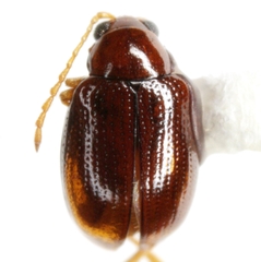 Glyptina brunnea