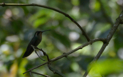 Lampornis amethystinus