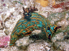 Tambja abdere