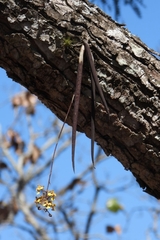 Trichocentrum pendulum