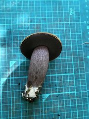 ウラグロニガイグチ