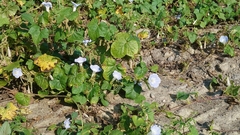 Ipomoea nil