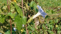 Ipomoea nil