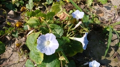 Ipomoea nil
