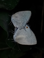 Strephonota tephraeus