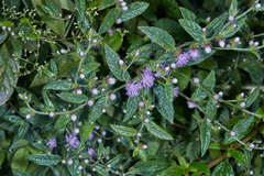 Lepidaploa salzmannii