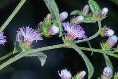 Lepidaploa salzmannii