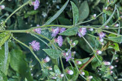 Lepidaploa salzmannii