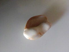 Olivancillaria