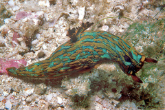 Tambja abdere