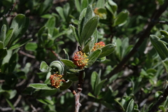 Salix brachycarpa