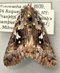 Syngrapha alias