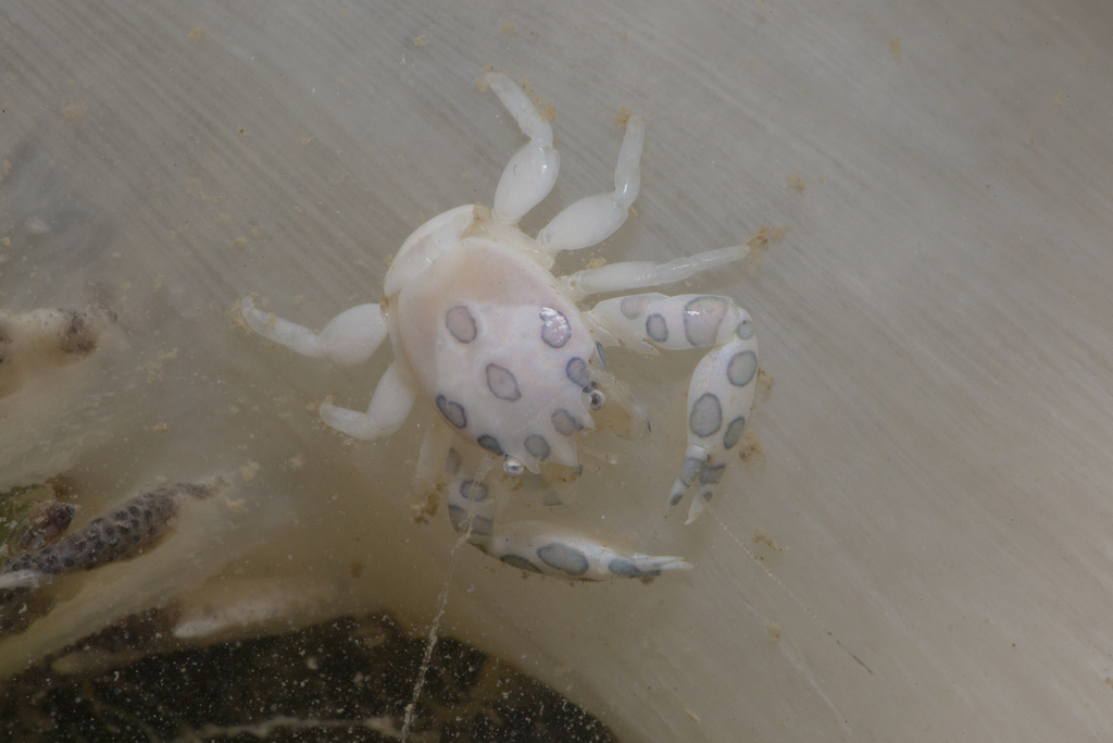 Painted Porcelain Crab