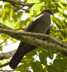 Patagioenas plumbea