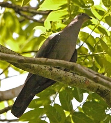Patagioenas plumbea