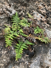 Pityrogramma chrysophylla gabrielae