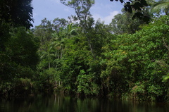 Buckinghamia celsissima