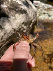 Trichodactylus fluviatilis