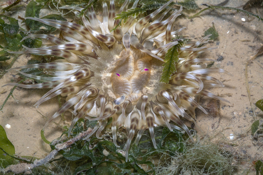 Macrodactyla