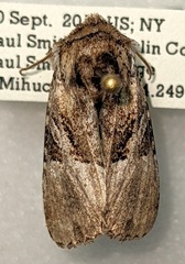 Meropleon diversicolor