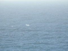 Eschrichtius robustus