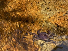 Trichodactylus fluviatilis