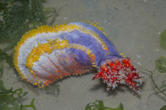 Pseudocolochirus violaceus