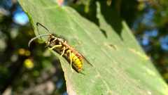Vespula germanica