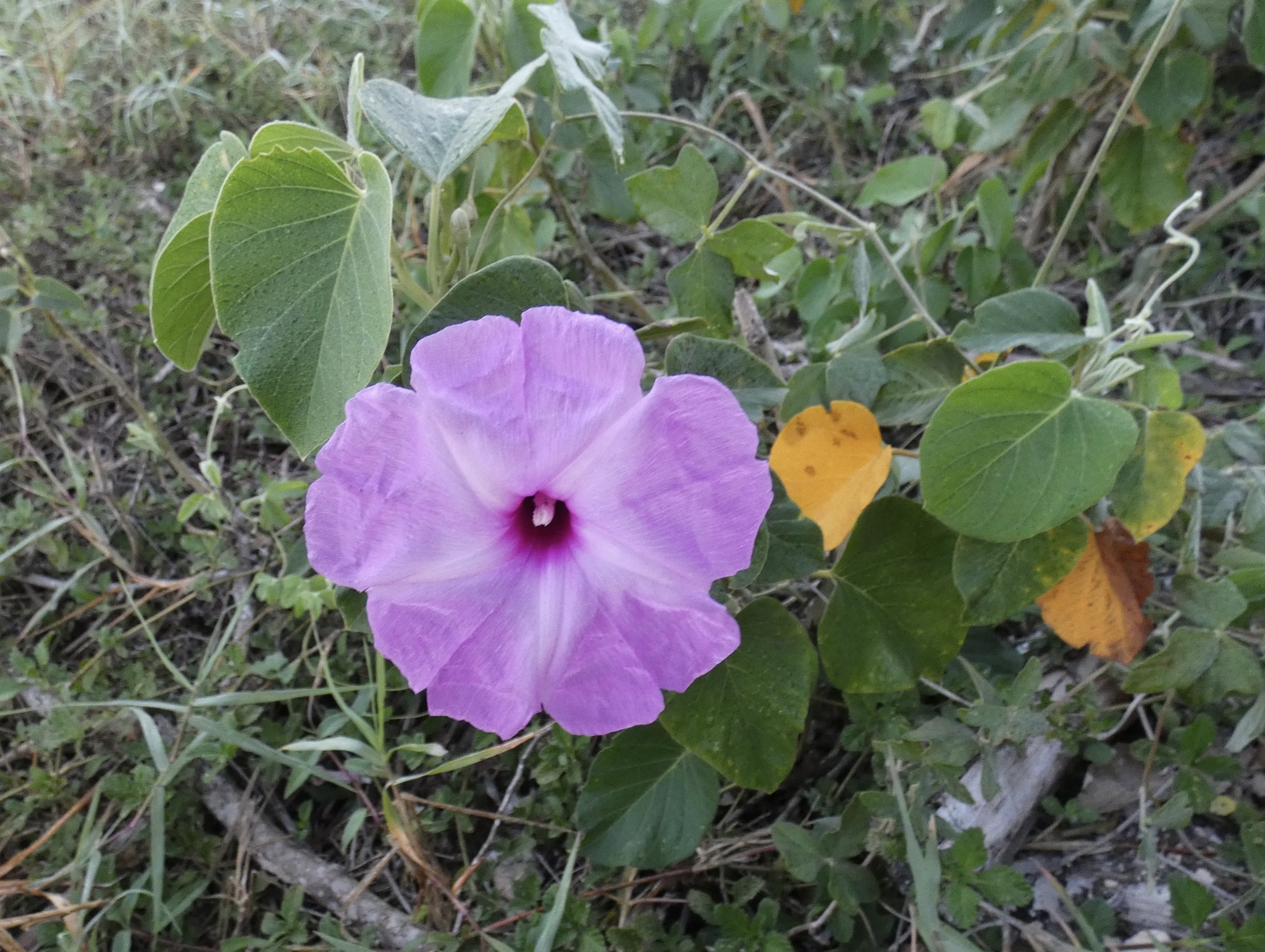 Ipomoea carnea ssp. carnea