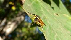 Vespula germanica