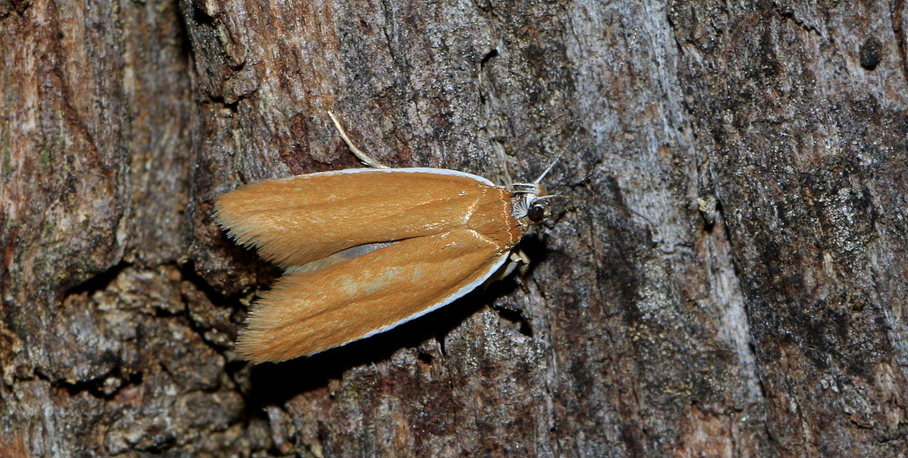 Oecophora eurrhoa