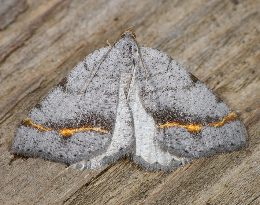 Macaria austrinata