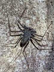 Phrynus operculatus