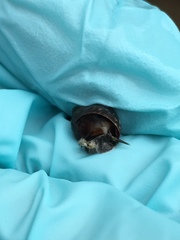 Littorinimorpha