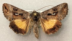 Syngrapha microgamma