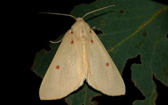 Plesanemma