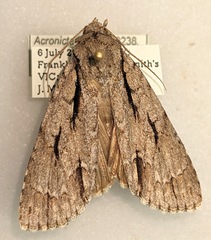 Acronicta lobeliae