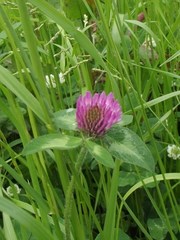 Trifolium pratense