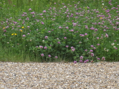 Trifolium pratense