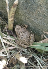 Pleurodema cinereum
