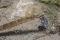 Syngnathidae