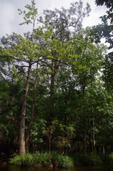 Syzygium tierneyanum