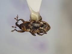 Cosmobaris scolopacea