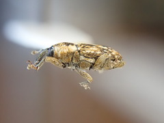 Cosmobaris scolopacea