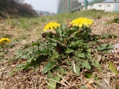 Taraxacum platycarpum